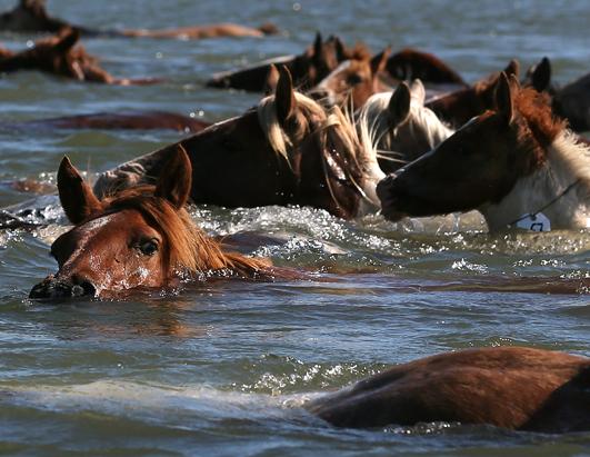 Photos: Chincoteague Wild Pony Swim Photos - ABC News