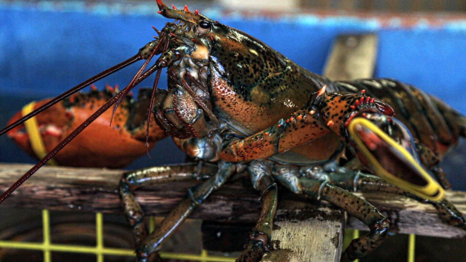 The Secret to Maine's Thriving Lobsters